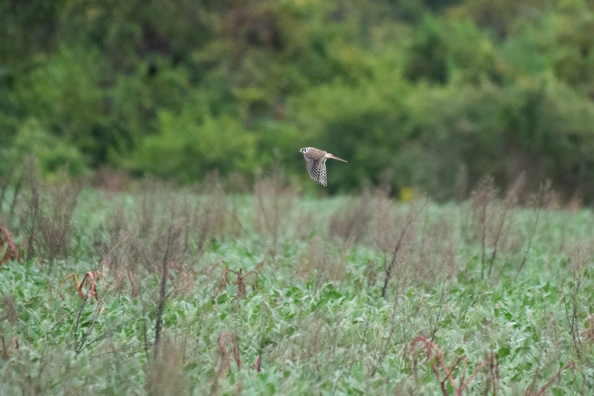 American Kestrel (Northern) - ML613081971