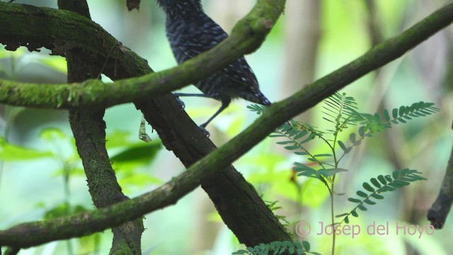 Barred Antshrike - ML613081972