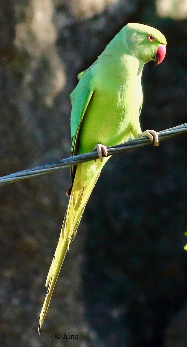 Rose-ringed Parakeet - ML613081974