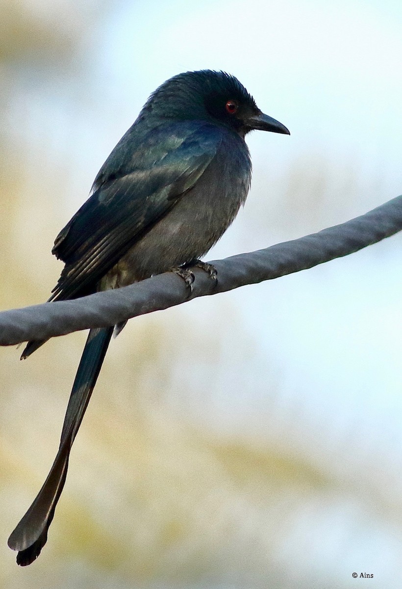 drongo kouřový - ML613081983