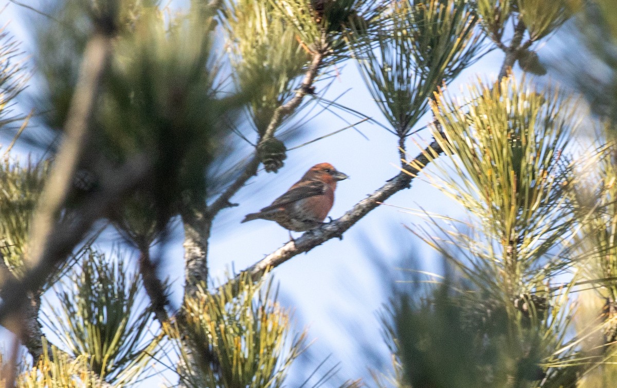 Red Crossbill - ML613082073