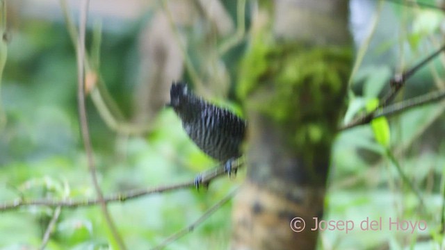 Barred Antshrike - ML613082096