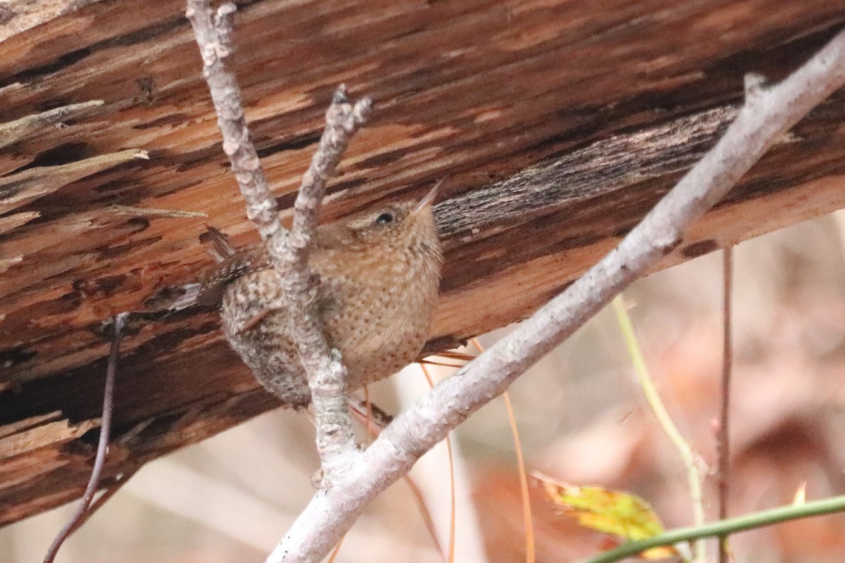 Winter Wren - ML613082125