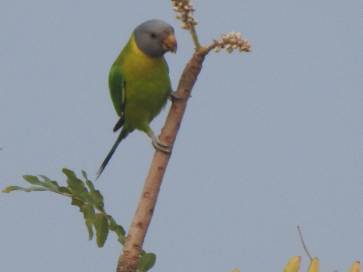 Plum-headed Parakeet - ML613082142