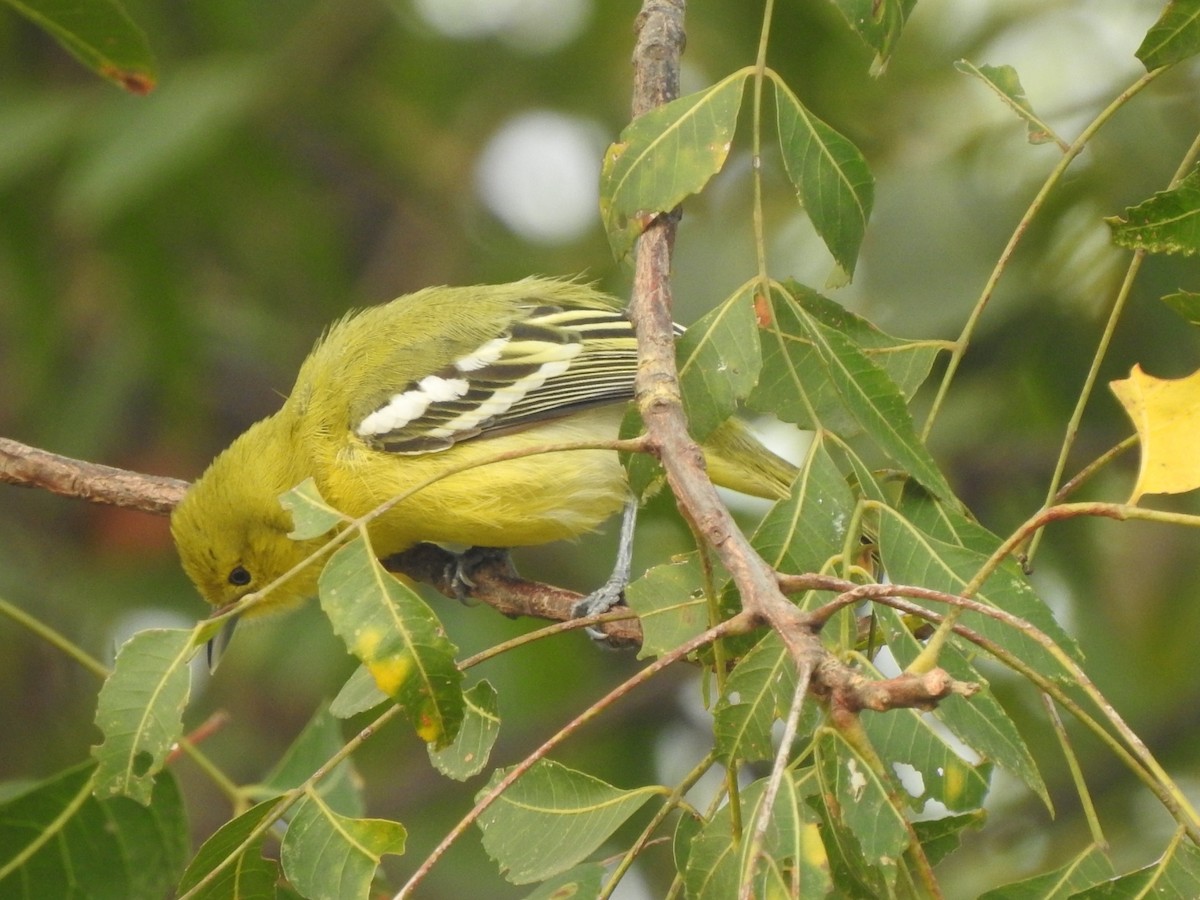 Common Iora - ML613082150