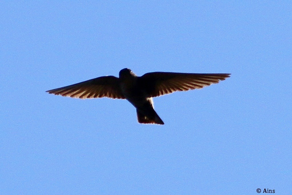 Dusky Crag-Martin - ML613082171