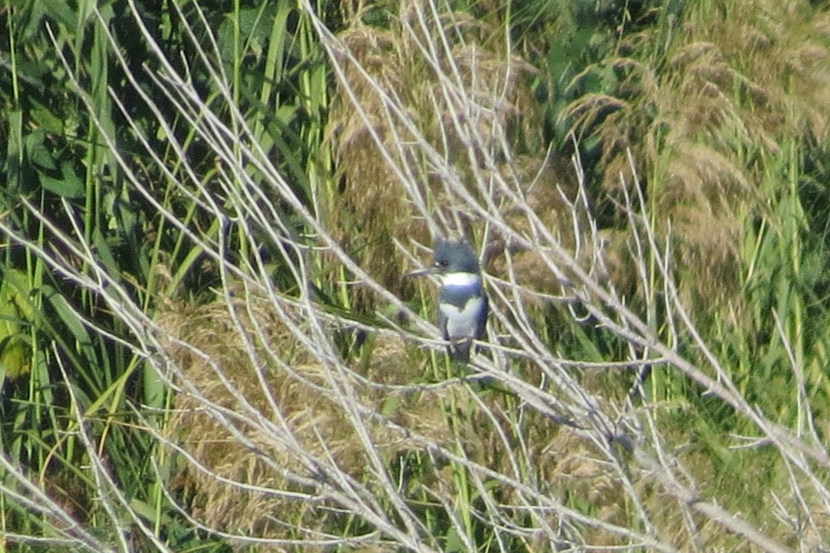 Belted Kingfisher - ML613082172