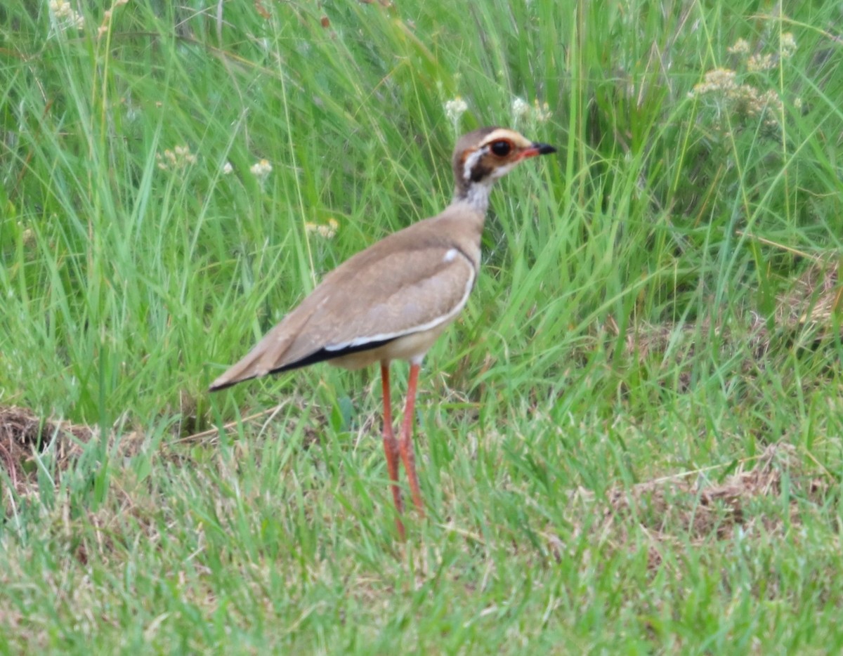 Bronze-winged Courser - Clint Still