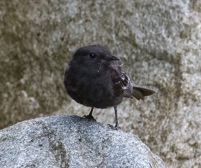 Black Antbird - ML613082339