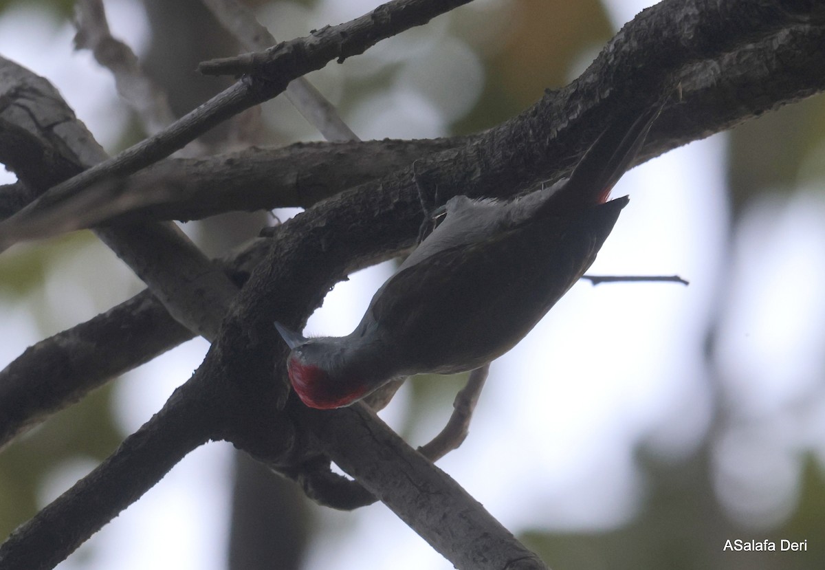 African Gray Woodpecker (Gray) - ML613082349