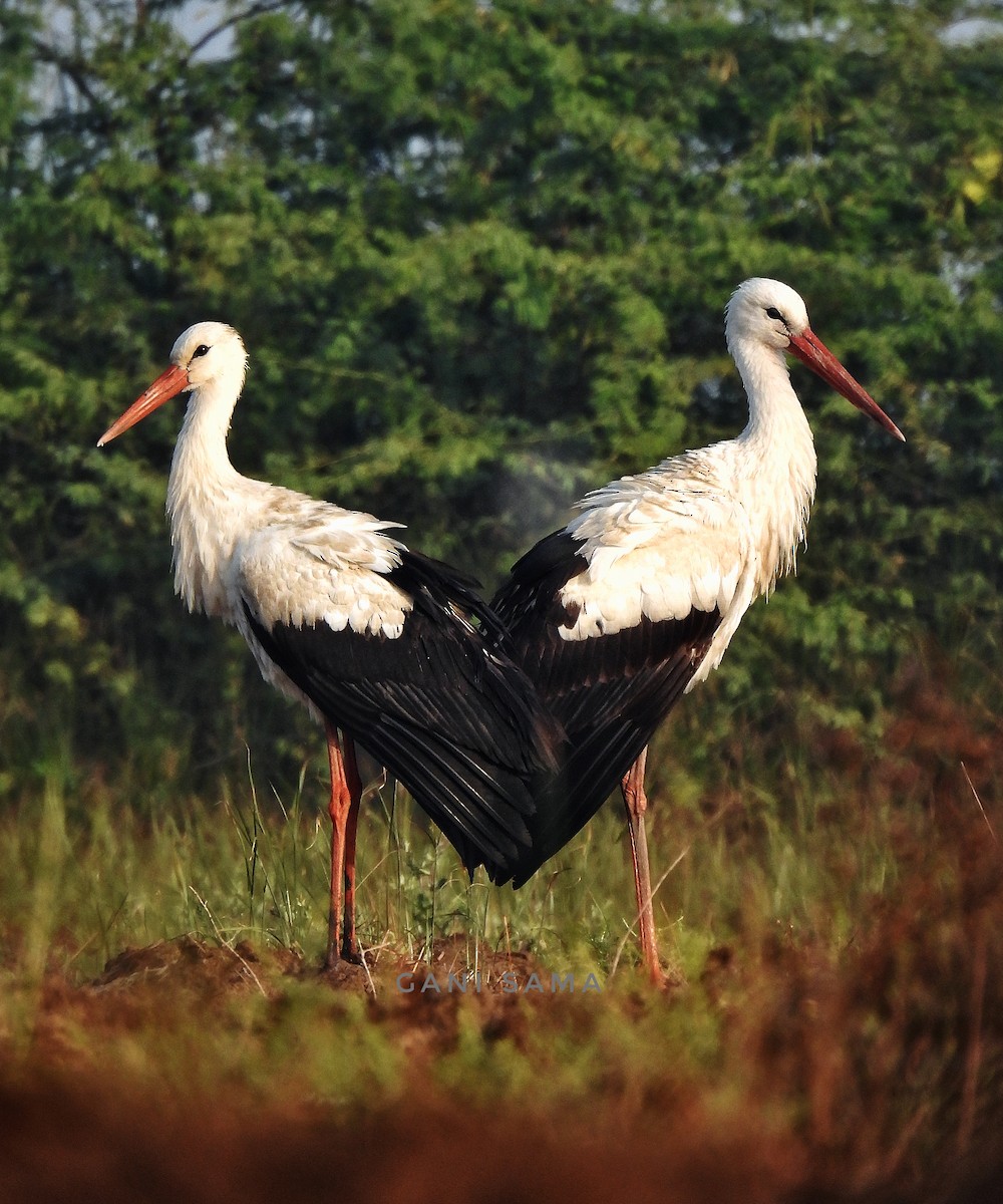 White Stork - Gani sama