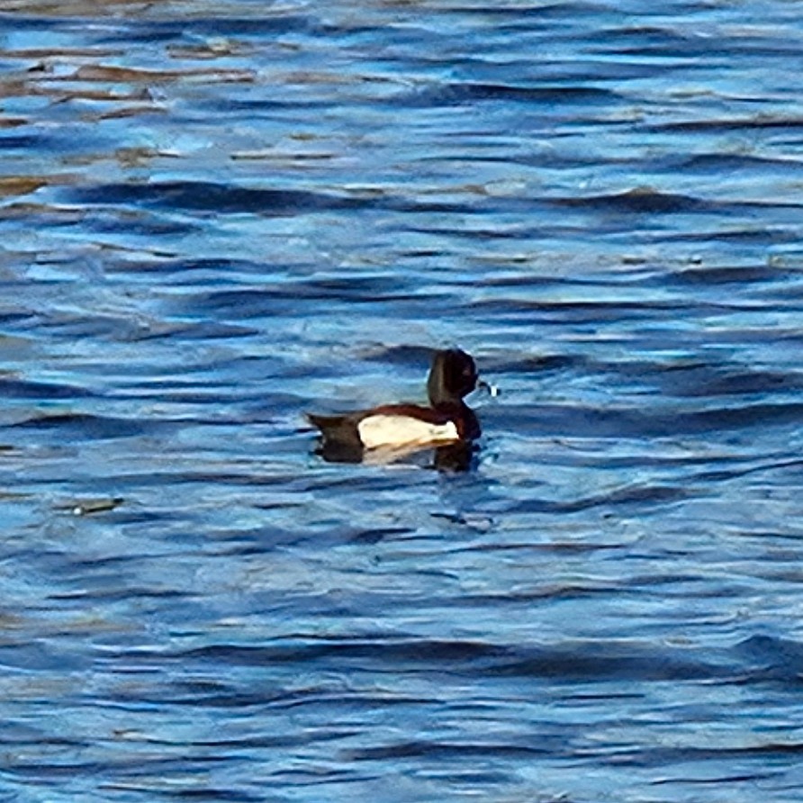 Ring-necked Duck - ML613082397