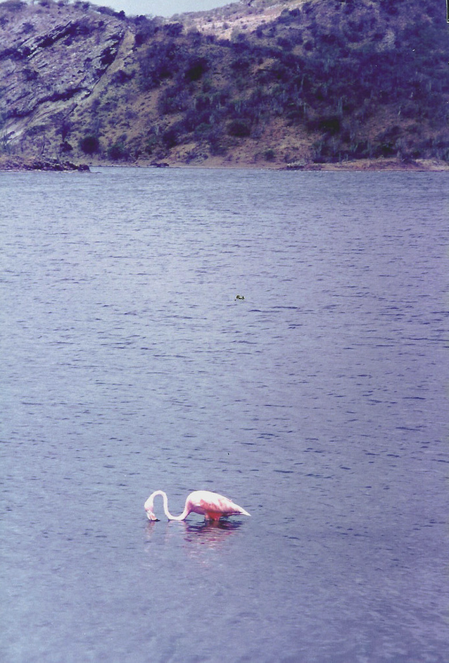 American Flamingo - ML613082466