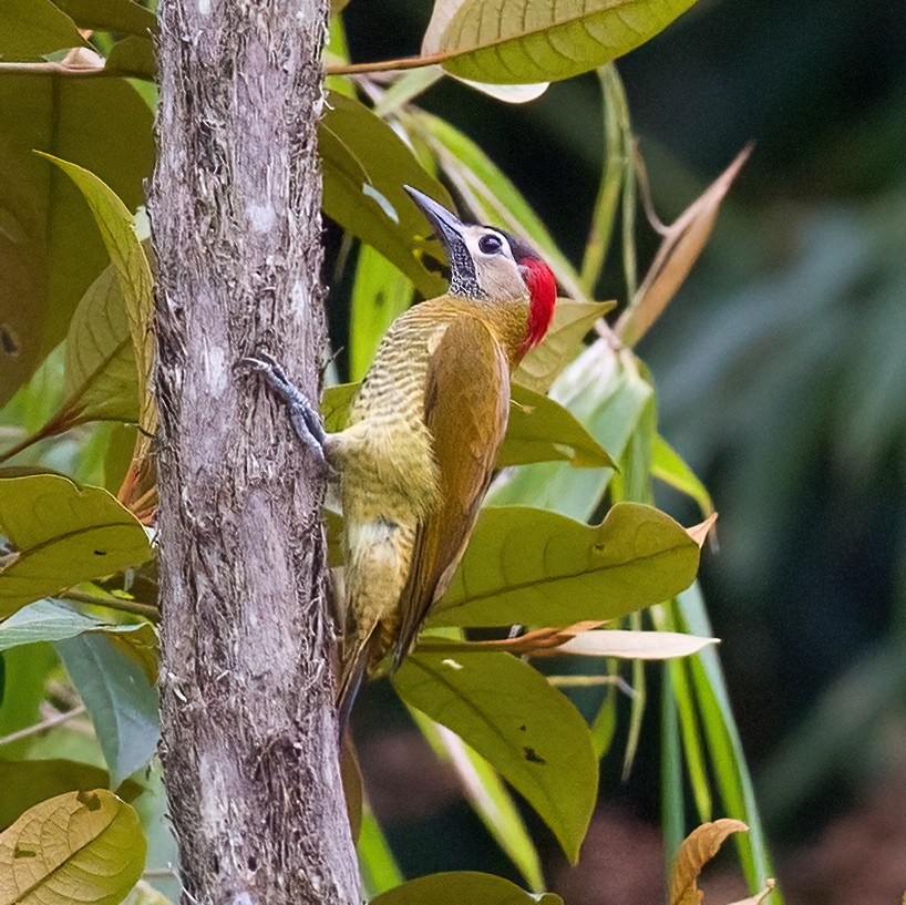 Golden-olive Woodpecker - ML613082512
