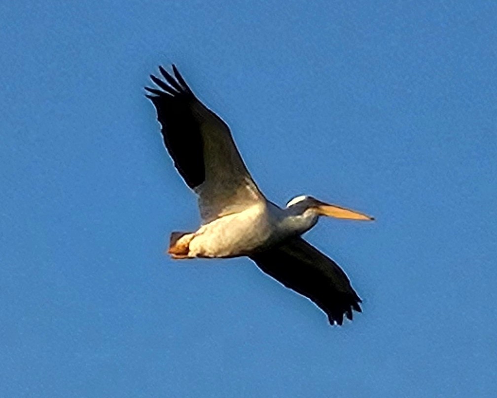 American White Pelican - ML613082514