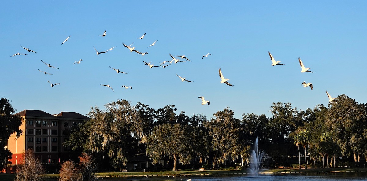 American White Pelican - ML613082515