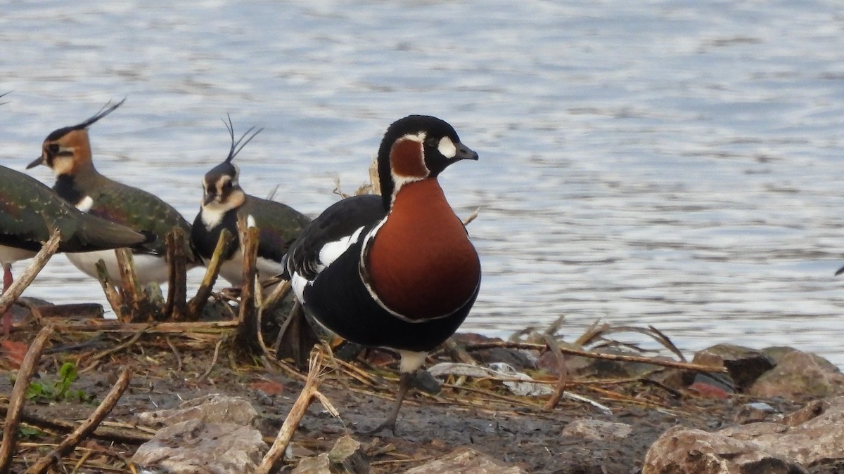 Red-breasted Goose - ML613082571