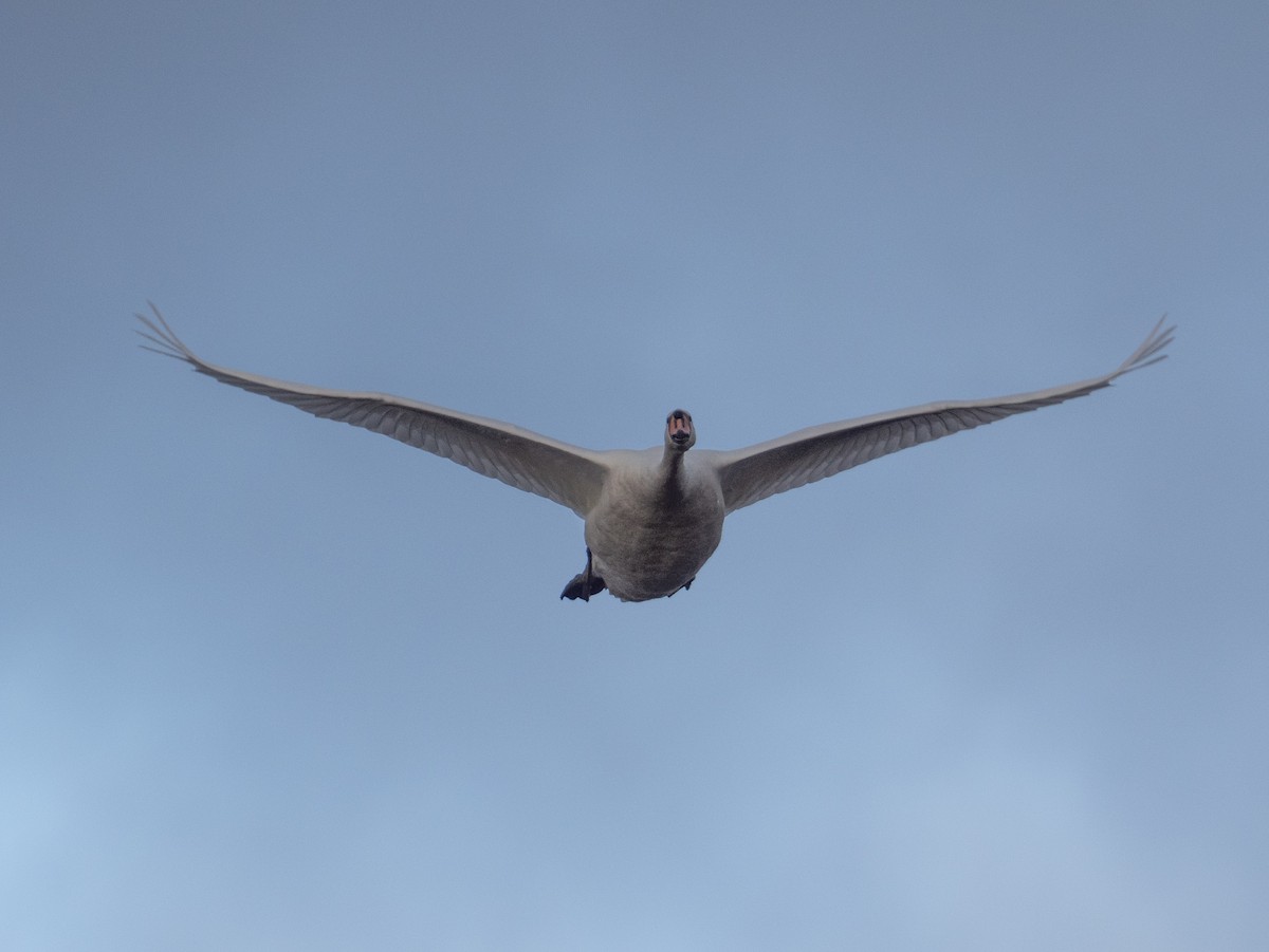 Mute Swan - ML613082590