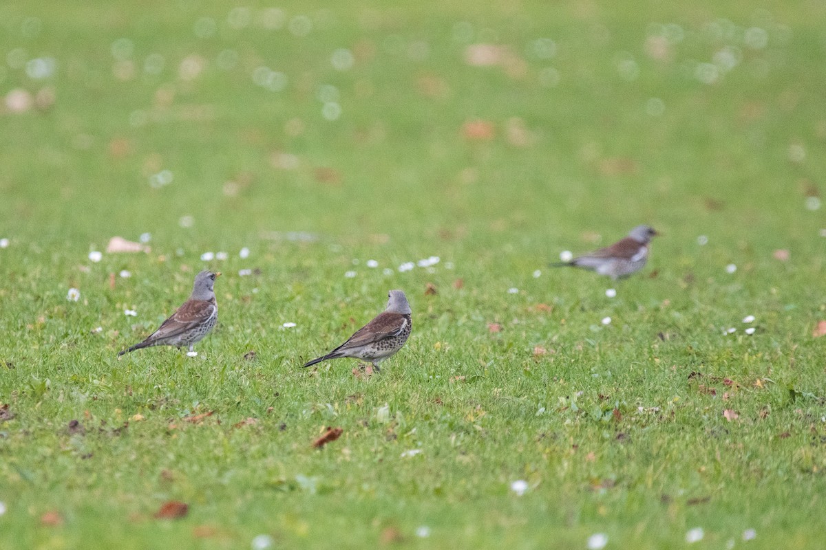 Fieldfare - ML613082620