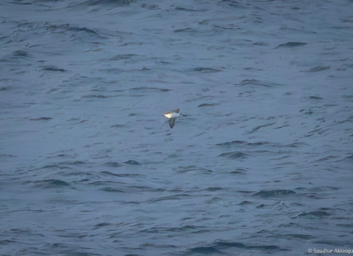 Manx Shearwater - ML613082766