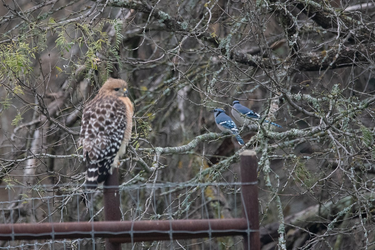 Red-shouldered Hawk - Teresa Shumaker