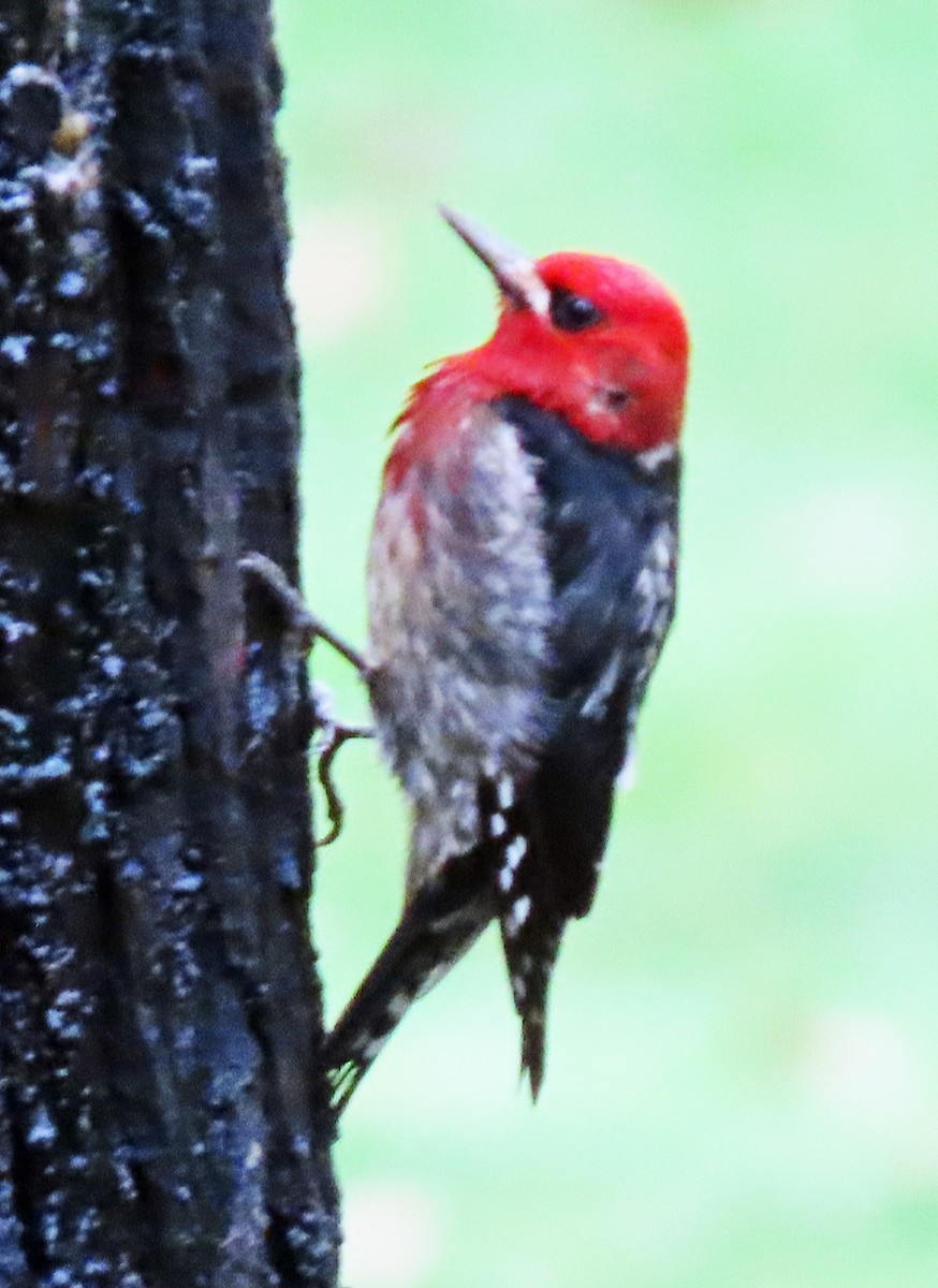 Red-breasted Sapsucker - ML613082894