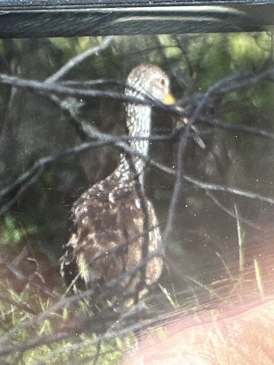 Limpkin - Paul Fagala