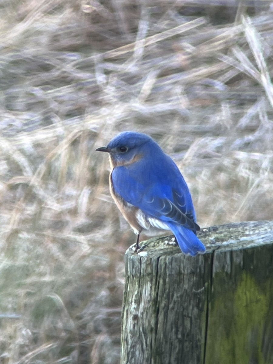 Eastern Bluebird - ML613082961