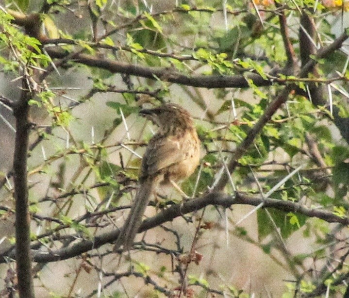 Common Babbler - Madhavi Babtiwale