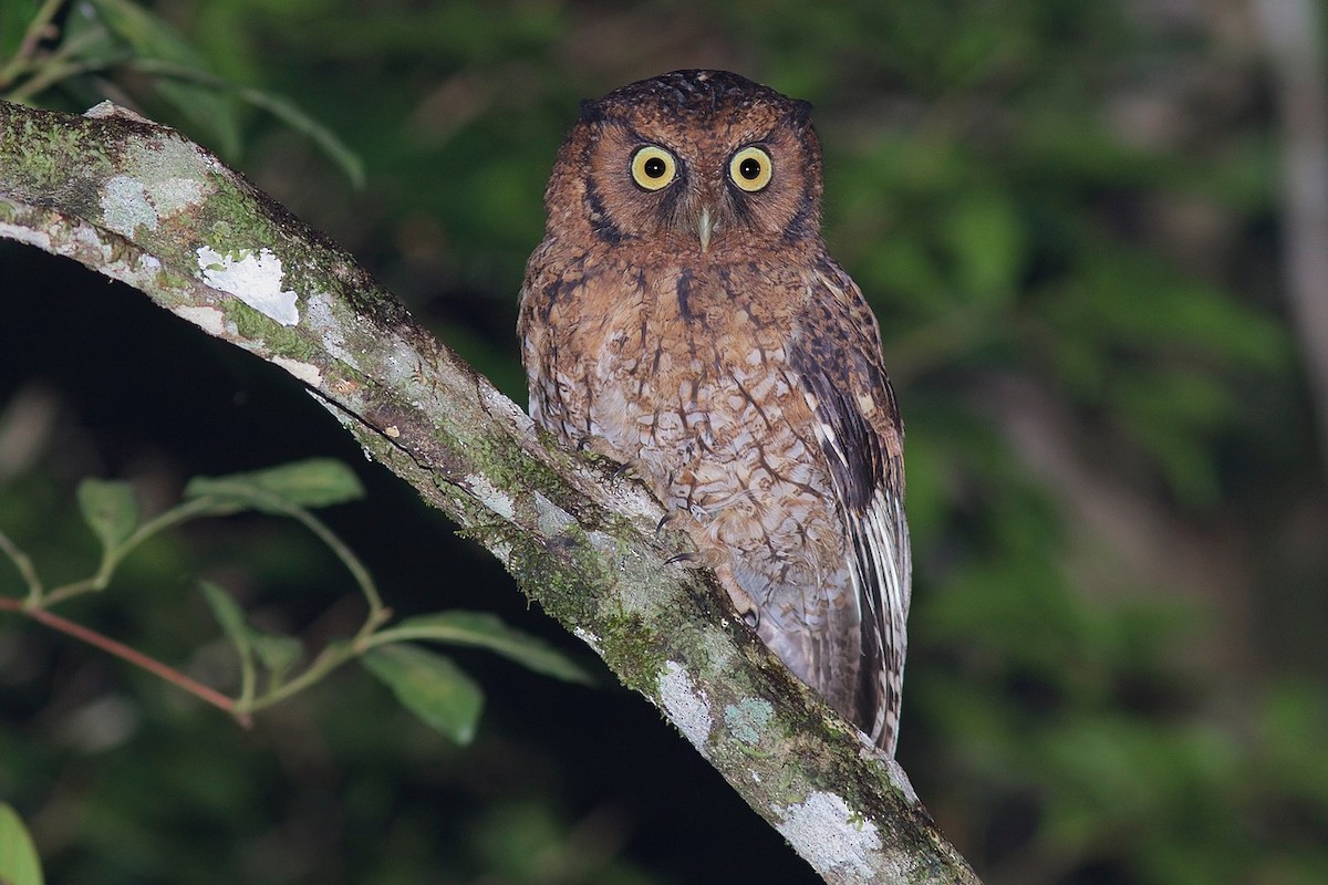 Black-capped Screech-Owl - ML61308301