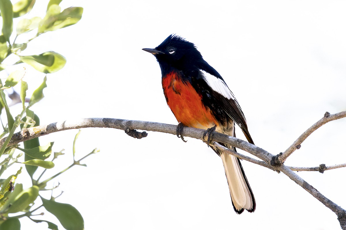 Painted Redstart - ML613083025