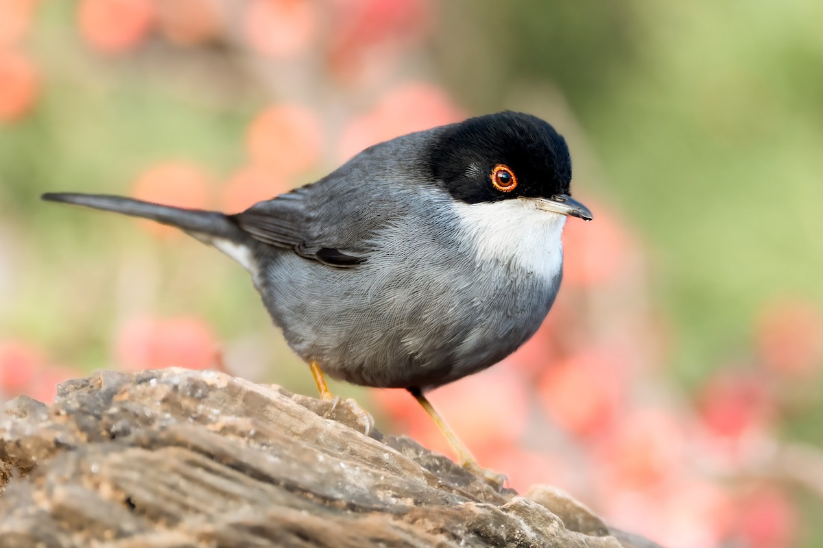 Sardinian Warbler - ML613083057