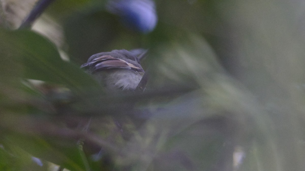 Rufous-winged Tyrannulet - Mark Scheel