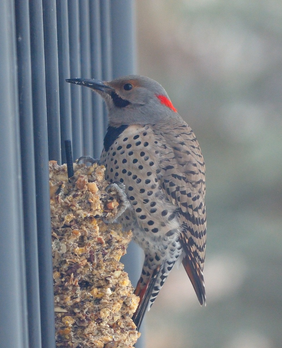 Northern Flicker (Yellow-shafted x Red-shafted) - ML613083080