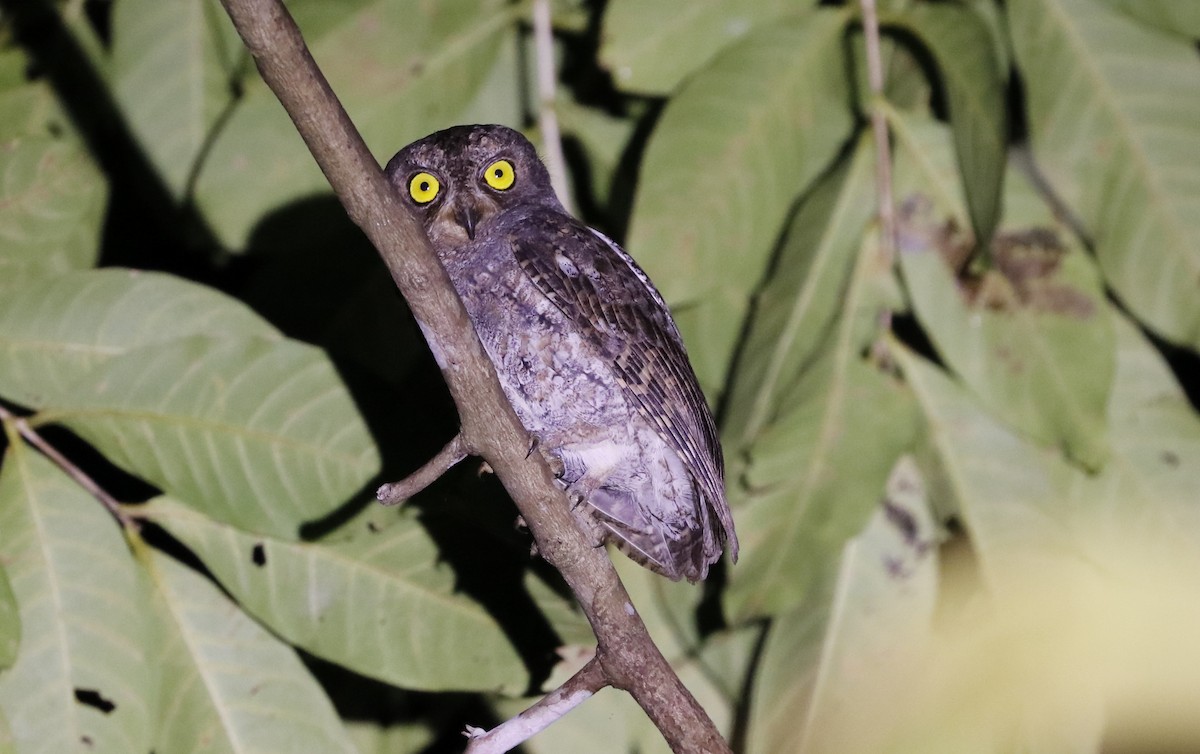Oriental Scops-Owl (Walden's) - ML613083158