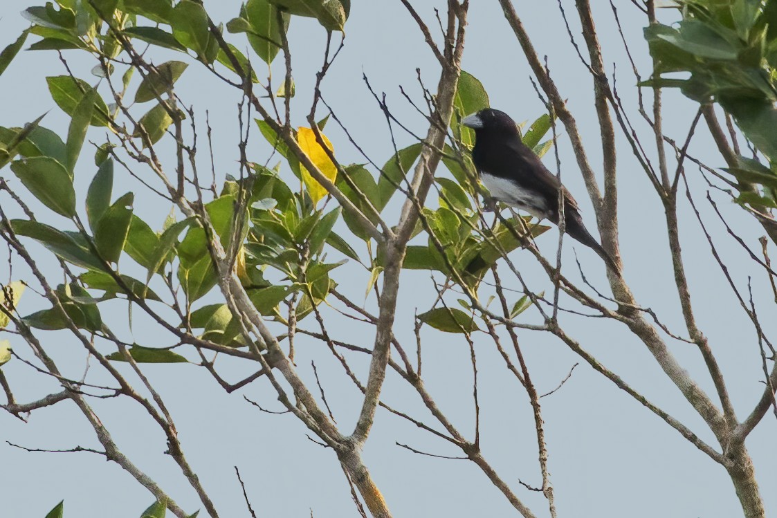 Cone-billed Tanager - ML613083181