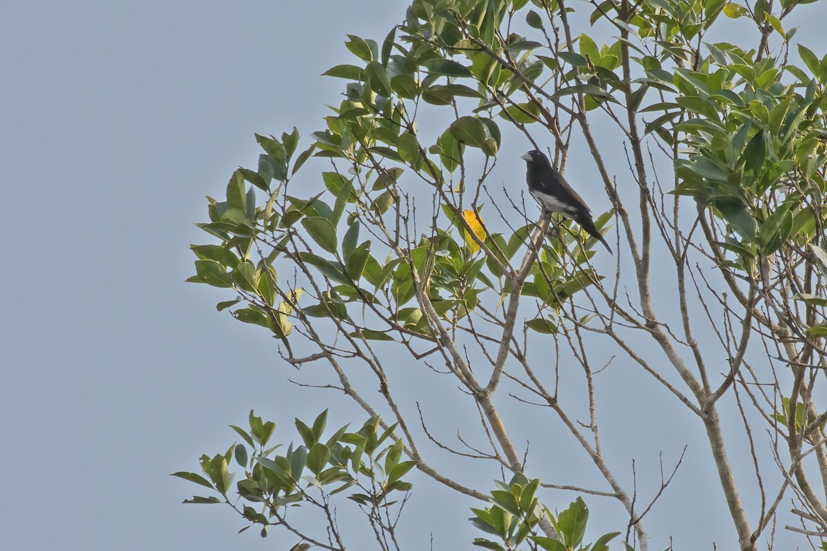 Cone-billed Tanager - ML613083182