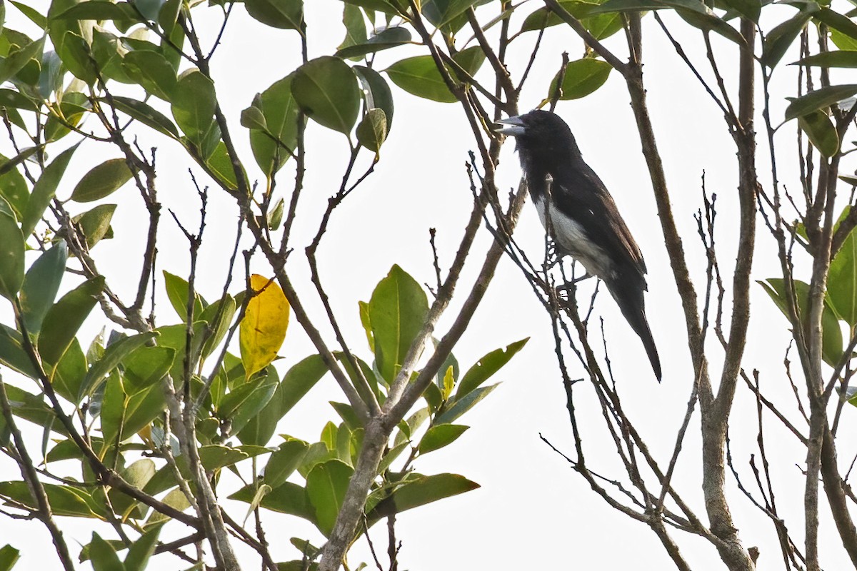 Cone-billed Tanager - ML613083183