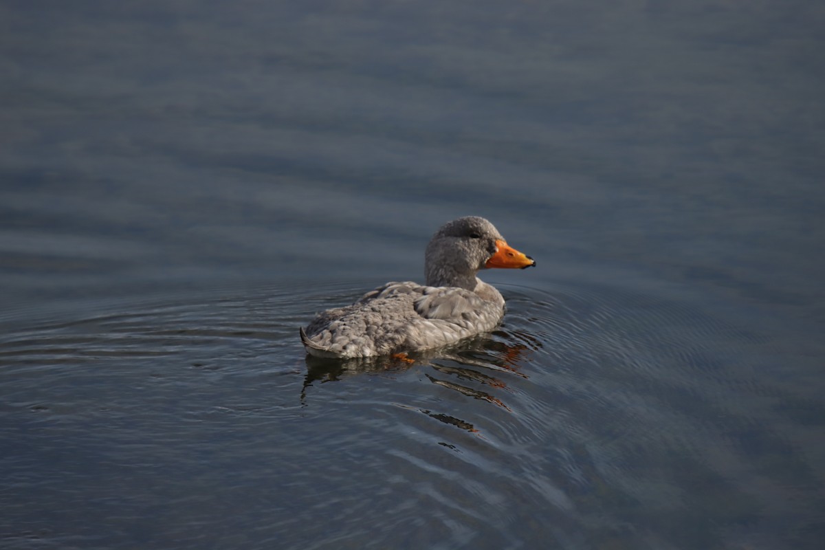 Flightless Steamer-Duck - ML613083219