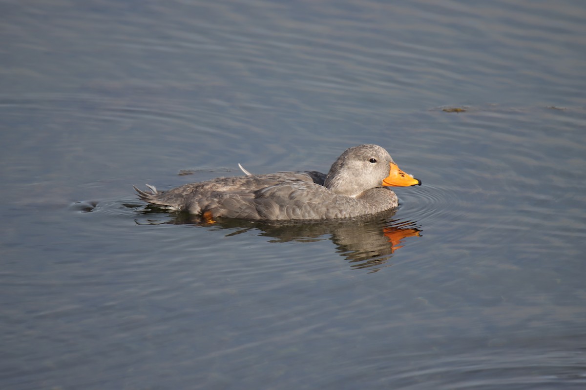 Flightless Steamer-Duck - Jonathan Lautenbach