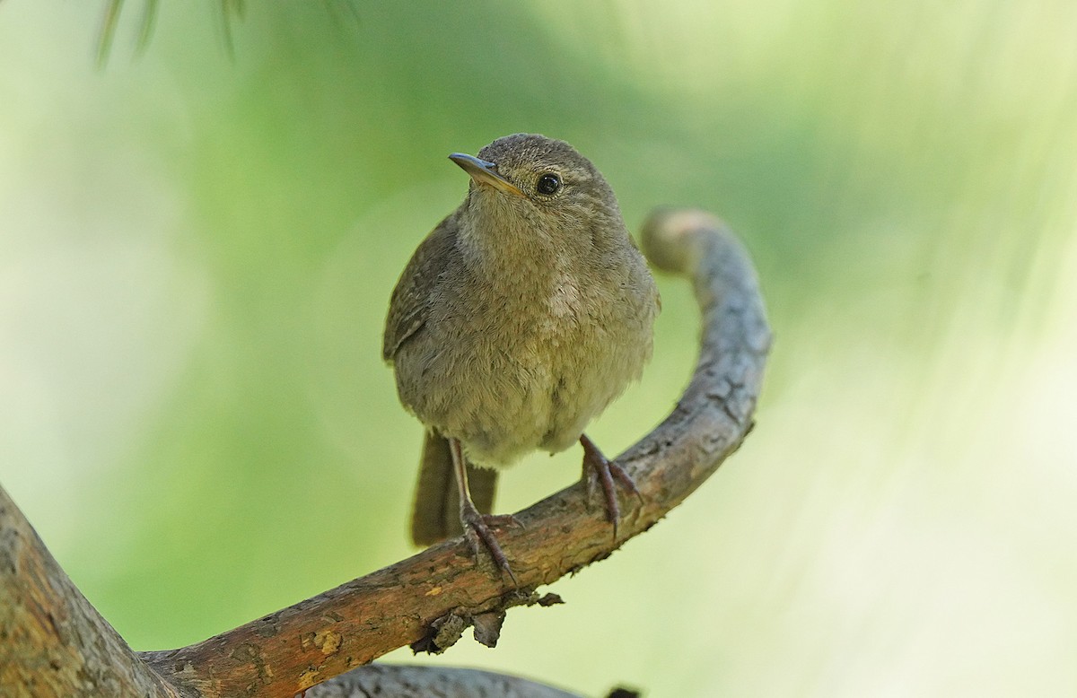 House Wren - ML613083240