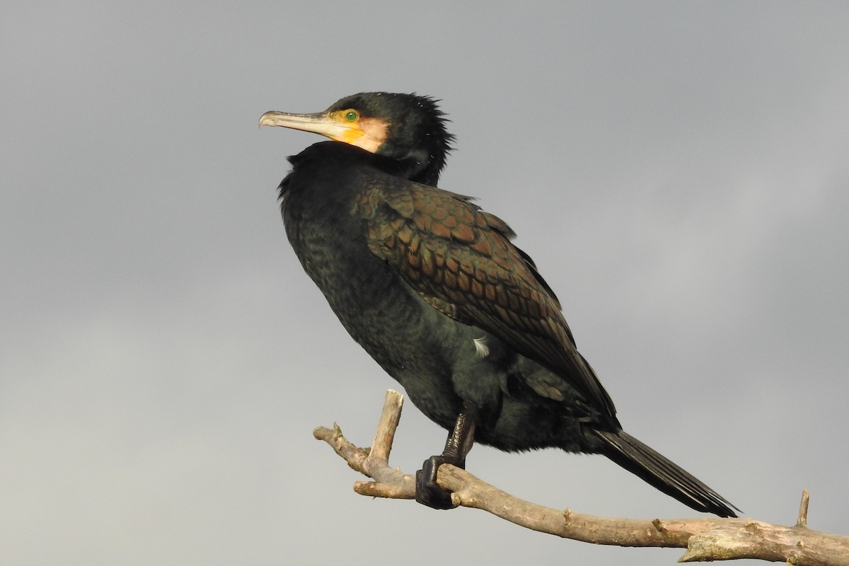 Great Cormorant - ML613083242