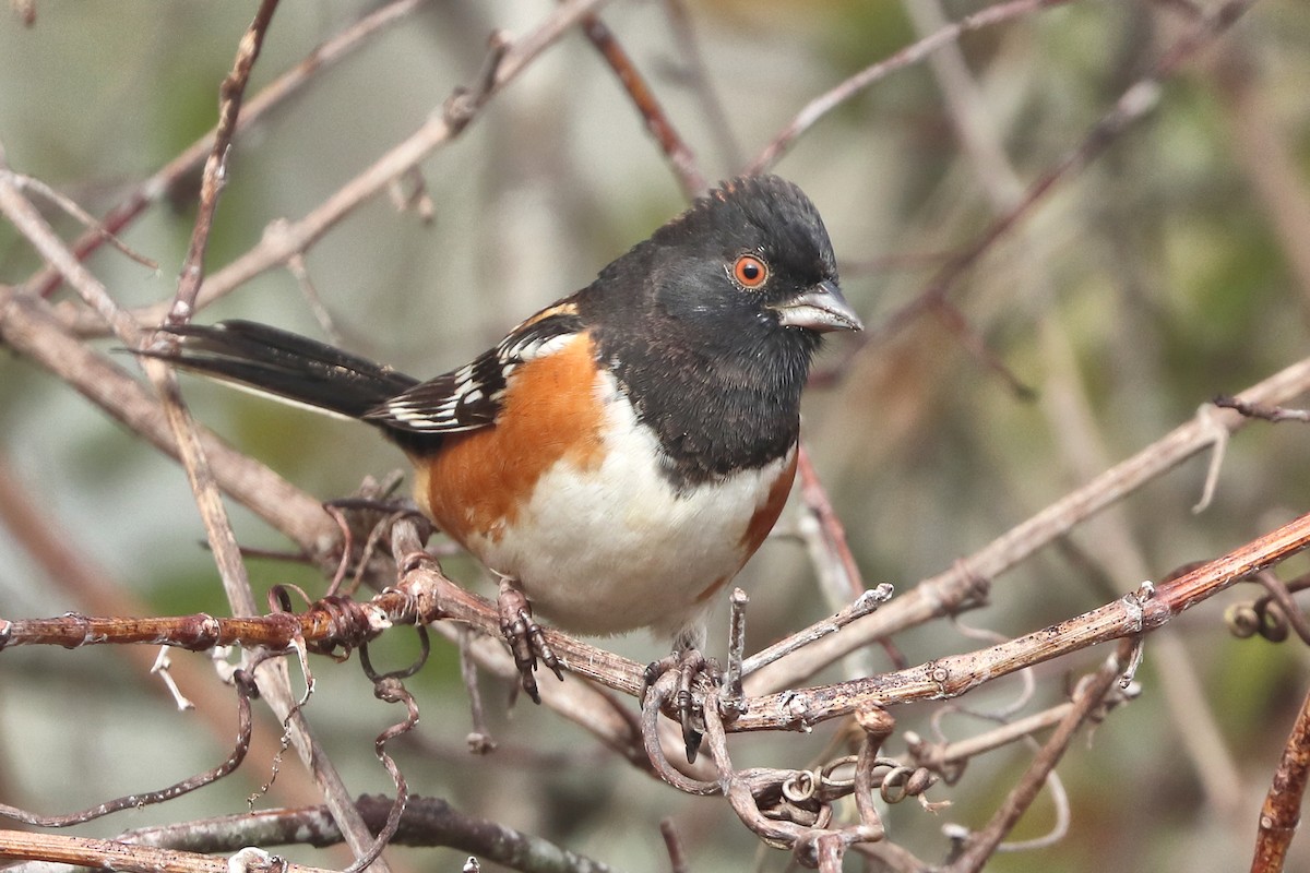 Spotted Towhee - Jason Leifester