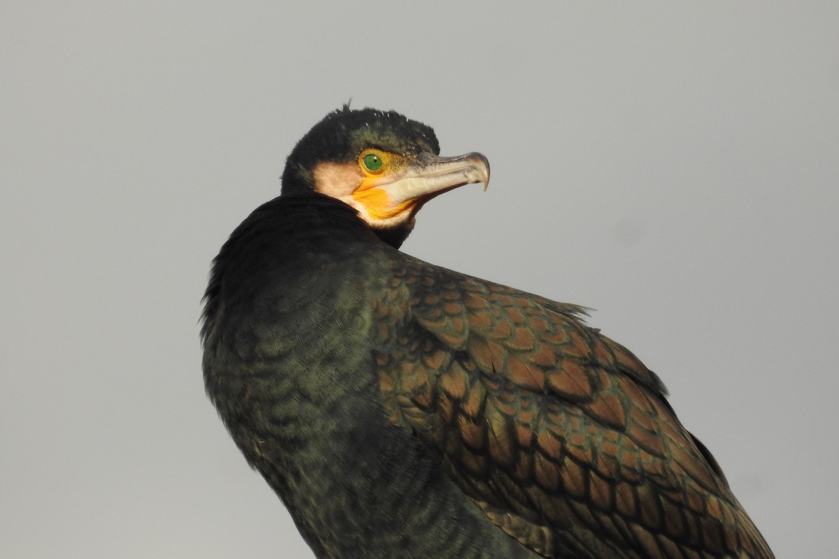 Great Cormorant - ML613083252