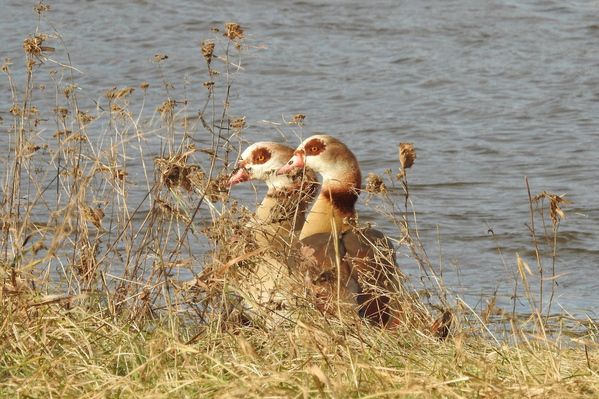 Egyptian Goose - ML613083267