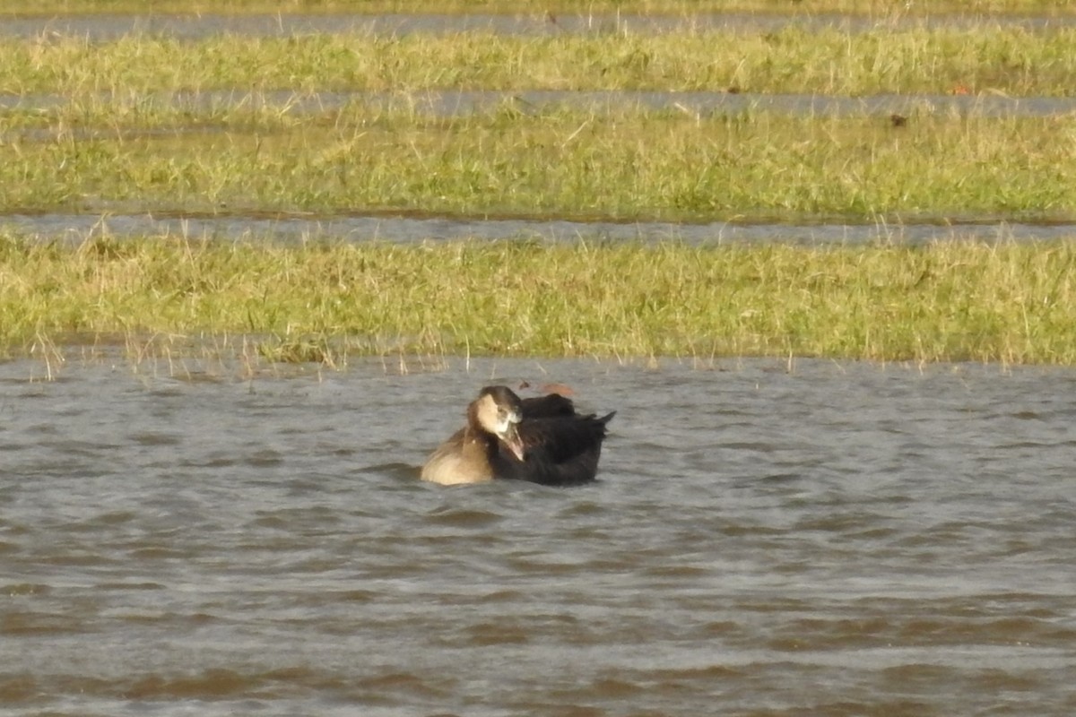 Graylag x Canada Goose (hybrid) - ML613083273