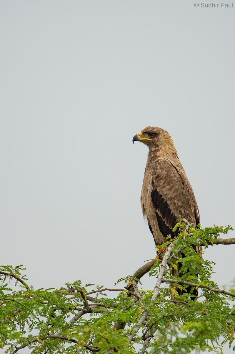 Tawny Eagle - ML613083297