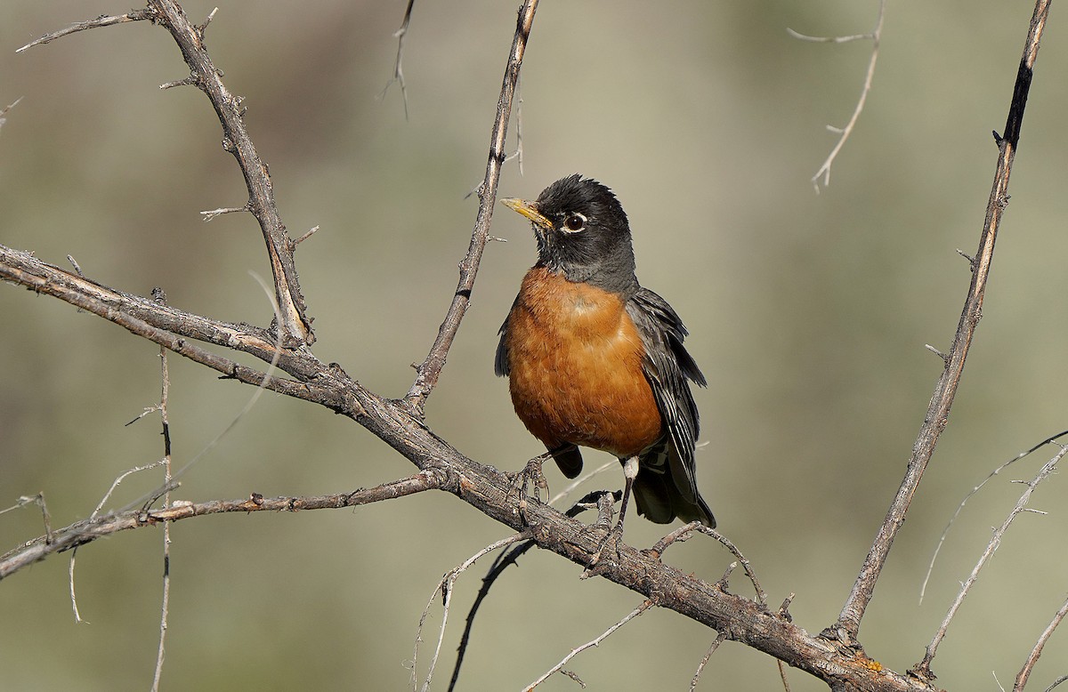 American Robin - ML613083305