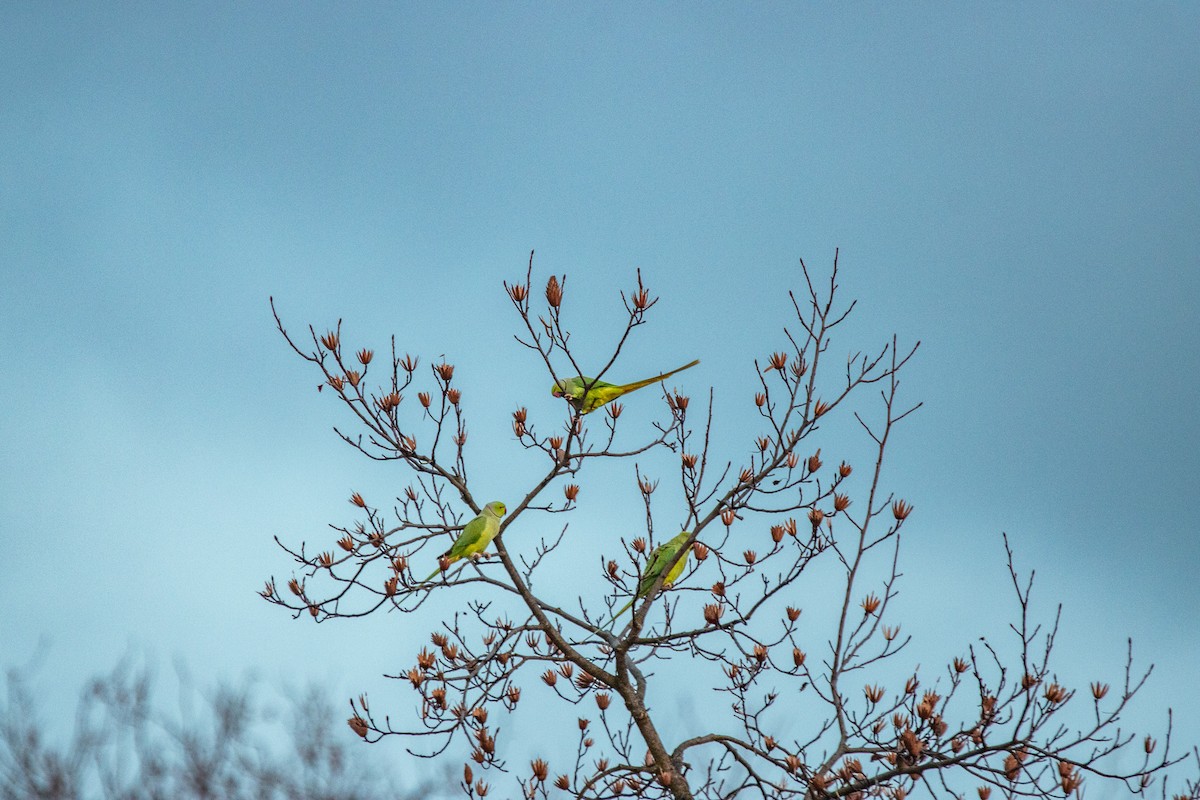 Rose-ringed Parakeet - ML613083446