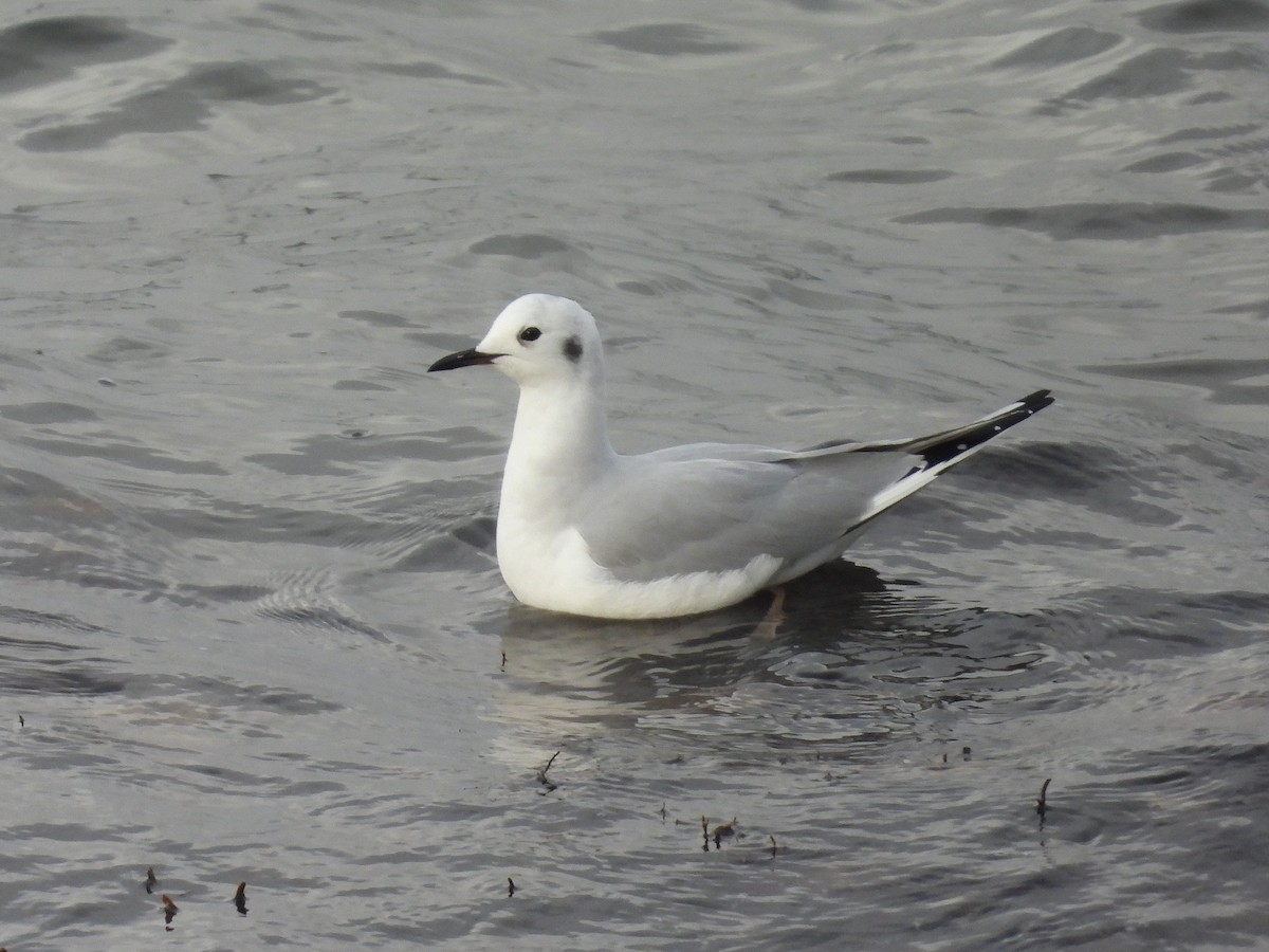 Bonaparte's Gull - Pablo García (PGR)